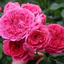 Yediveren Tüplü Soğuğa Dayanıklı Foxy Çok Goncalı Gül Fidanı