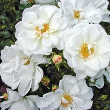 Tüplü Soğuğa Dayanıklı Çok Goncalı Diamant Yediveren Gül Fidanı