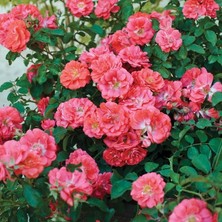 Yediveren Tüplü Çok Goncalı Soğuğa Dayanıklı Macarena Gül Fidanı Yer Örtücü