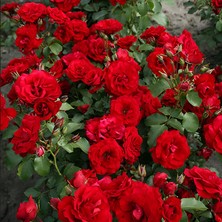 Tüplü Soğuğa Dayanıklı Çok Goncallı Roter Drache Yediveren Gül Fidanı Yayılıcı