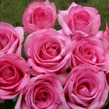 Tüplü Soğuğa Dayanıklı Yediveren Sweet Parole Yoğun Kokulu Gül Fidan