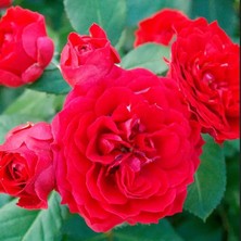 Tüplü Ruby Yediveren Çok Goncalı Masal Gülü Fidanı Gül Çemberi