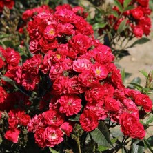 Tüplü Yer Örtücü Soğuğa Dayanıklı Zwergkönig Yediveren Gül Fidanı