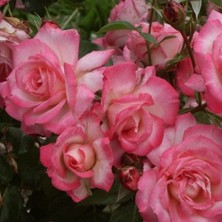 Tüplü Koleksiyonluk Yediveren Kokulu Pembe Beyaz Harlekin Sarmaşık Gül Fidanı