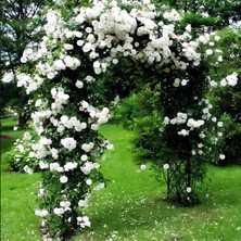 Çok Yaşlı Soğuğa Dayanıklı Kokulu Yediveren Bride Crown Beyaz Sarmaşık Gül FIDANI(120-200 Cm)
