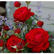 Tüplü Katmerli Soğuğa Dayanıklı Yediveren Çok Goncalı Tiamo Gül Fidanı