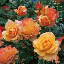 Yediveren Tüplü Yoğun Parfüm Kokulu Lolita Gül Fidanı