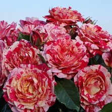 Tüplü Soğuğa Dayanıklı Abracadabra Çok Goncalı Yediveren Gül Fidanı