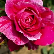 Tüplü Nadir Fleurette Sarmaşık Kordes Yediveren Sarmaşık Gül Fidanı