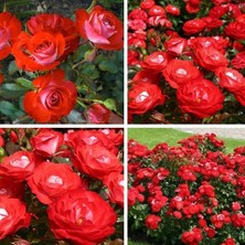 Tüplü Yer Örtücü Soğuğa Dayanıklı Planten Un Blomen Kırmızı Beyaz Yediveren Gül Fidanı