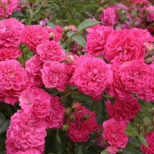 Tüplü Kokulu Çok Goncalı Yayılıcı Kokulu Roxy Soğuğa Dayanıklı Gül Fidanı