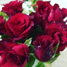 Tüplü Dikensiz Kokulu Kırmızı Red Love Gül Fidanı