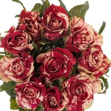 Yediveren Tüplü Çift Renkli Bordo Harlequin Yediveren Soğuğa Dayanıklı Gül Fidanı