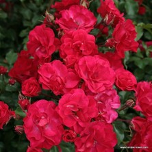 Tüplü Kokulu Çok Goncalı Yayılıcı Rotilia Gül Fidanı