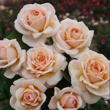MutluPaket Tüplü Yediveren Hybrid Tea Apricot Fc Goncalı Soğuklara Dayanımlı Masal Gülü Fidanı