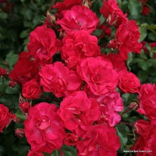 MutluPaket Tüplü Kokulu Goncalı Yayılıcı Rotilia Soğuklara Dayanımlı Gül Fidanı