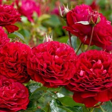 MutluPaket Tüplü Fransız Bordeaux Yediveren Yoğun Parfüm Kokulu Gül Fidanı