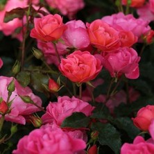 MutluPaket Tüplü Multi Goncalı Kordes Maxi Vita Yediveren Gül Fidanı Yer Örtücü Güller