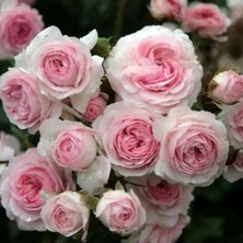 MutluPaket Tüplü Koleksiyonluk Açık Pembe Larissa Yediveren Gül Fidan