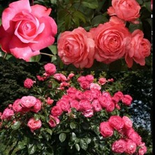 MutluPaket Tüplü Rosanna Yediveren Çok Gocalı Masal Gülü Fidanı Gül Çemberi