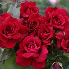 MutluPaket Tüplü Yediveren Kordes Bellevue Yoğun Kokulu Gül Fidanı