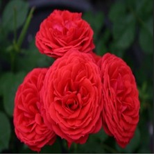 MutluPaket Tüplü Crimson Fc Goncalı Yediveren Masal Gül Fidanı