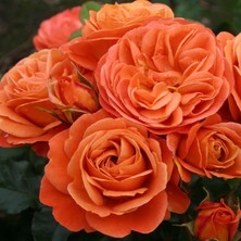 MutluPaket Tüplü Goncalı Yer Örtücü Yayılıcı Phoenix Kokulu Yediveren Kokulu Gül Fidanı