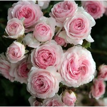 MutluPaket Tüplü Katmerli Blush Fc Multi Goncalı Soğuklara Dayanımlı Yediveren Gül Fidanı
