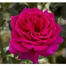 MutluPaket Tüplü Iri Goncalı Yoğun Kokulu Yediveren Selin Gül Fidanı