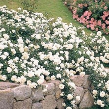 MutluPaket Tüplü Yediveren Yer Örtücü Full Bright Beyaz Yer Örtücü Gül Fidanı