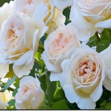 MutluPaket Tüplü Cream Fc Multin Goncallı Beyaz Yediveren Soğuklara Dayanımlı Gül Fidanı