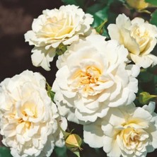 MutluPaket Tüplü Goncalı Yer Örtücü Yayılıcı Petticoat Yediveren Kokulu Gül Fidanı