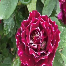 MutluPaket Çok Yaşlı Nadir Kokulu Clove Rose Karanfil Yediveren Sarmaşık Gül Fidanı (130-160 Cm)