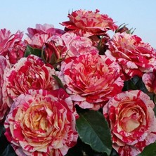 MutluPaket Tüplü Soğuklara Dayanımlı Abracadabra Goncalı Yediveren Gül Fidanı