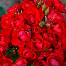 MutluPaket Tüplü Kokulu Yer Örütücü Soğuklara Dayanımlı Schloss Mannheim Yediveren Gül Fidanı