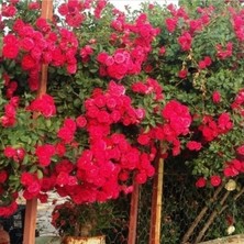 MutluPaket Tüplü Kokulu Kırmızı Cherry Belle Sarmaşık Gül Fidanı (120-160 Cm)