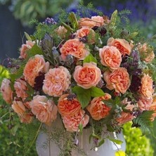 MutluPaket Tüplü Katmerli Koleksiyonluk Kokulu Schone Vom See Yediveren Gül Fidanı