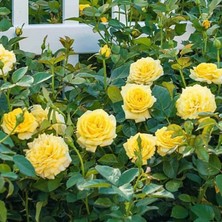 MutluPaket Tüplü Soğuklara Dayanımlı Goncalı Casablanca Sarı Yediveren Gül Fidanı