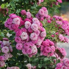 MutluPaket Tüplü Ramira Yediveren Çok Gocalı Masal Gülü Fidanı Gül Çemberi