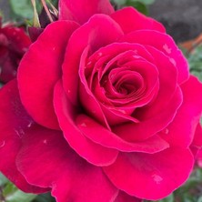 MutluPaket Tüplüri Katlı Kokulu Santa Monica Yediveren Gül Fidanı