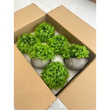 FB Cup 6 Adet Taş Tozu Saksılı Yapay Yeşillik - Minyatür Dekoratif Şimşir Topu Seti