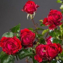 Tüplü Yediveren Kokulu Traumfrau Yediveren Gül Fidanı