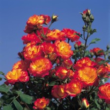 Tüplü Taifun Yediveren Alman Gül Fidanı