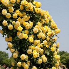 Tüplü Yediveren Golden Gate Sarı Kokulu Sarmaşık Gül Fidanı