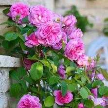 Çok Yaşlı Kokulu Pink Quen Pembe Renkli Sarmaşık Gül Fidanı (5 Yaş 130-160 cm Sınırlı Stok)