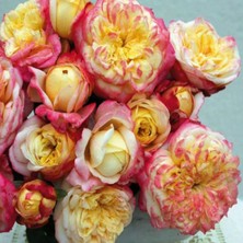 Tüplü Yediveren Kordes Jubile Yoğun Kokulu Gül Fidanı