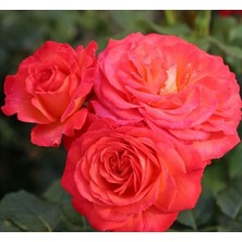 Tüplü Vulcano Yediveren Çok Gocalı Masal Gülü Fidanı