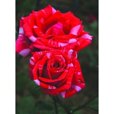 Tüplü Yediveren Kokulu Sultana Gül Fidanı