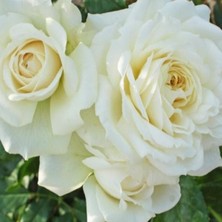 Tüplü Yoğun Kokulu Kordes Yediveren Alaska Sarmaşık Gül Fidanı