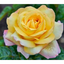 Tüplü Yediveren Kokulu Amazon Yediveren Gül Fidanı